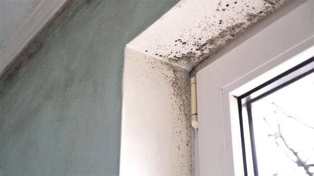 Trusted Conneaut, OH Mold Remediation Experts