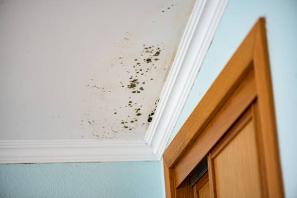 Best Mold Testing and Inspection Services in Conneaut, OH